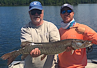 Nice Muskie Fishing by Stu assist by son Jason Fishing at Fireside Lodge in Canada